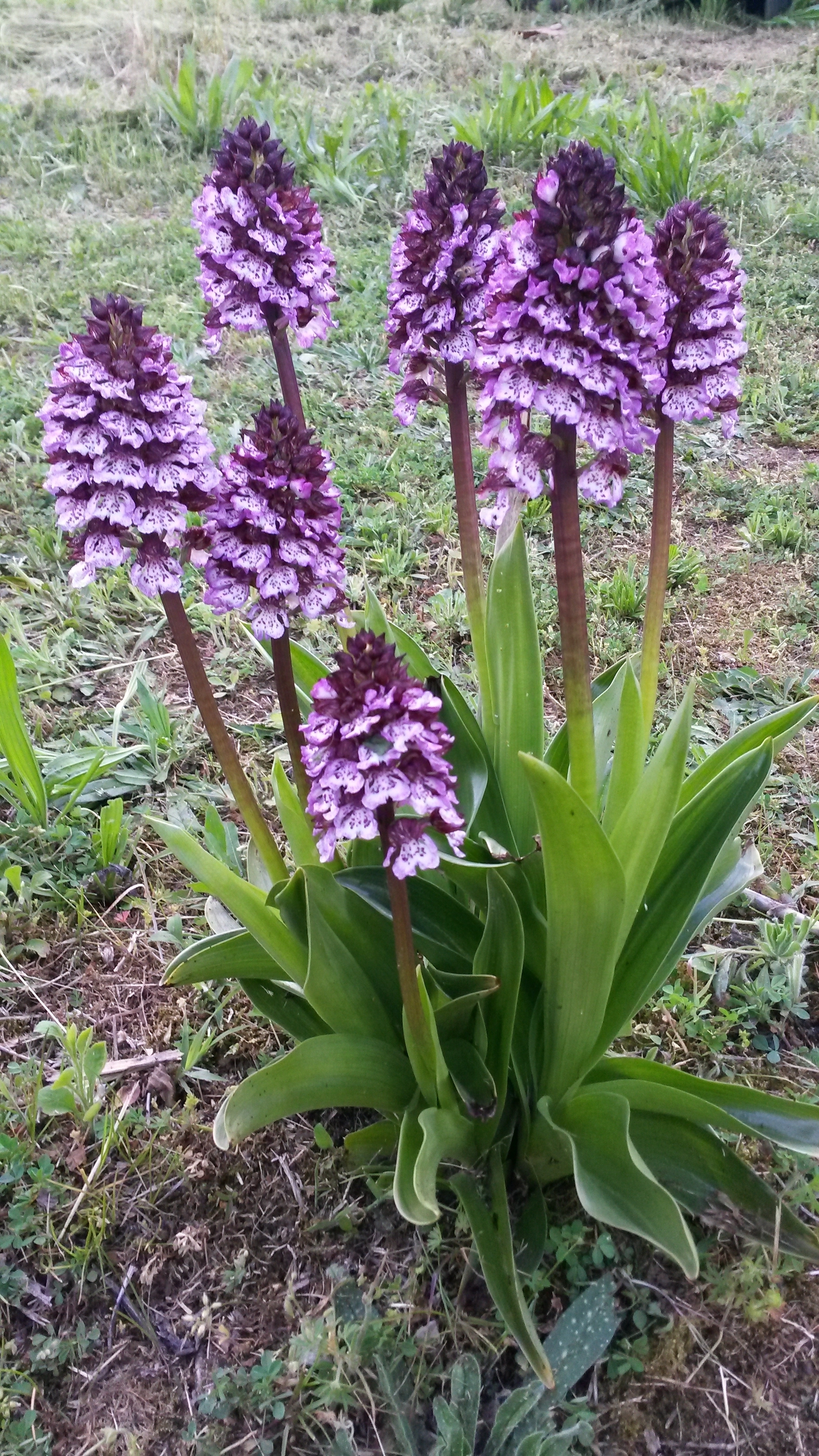 orchis purpureaIMG-20150423-WA0019